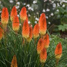 Image result for Kniphofia grantii