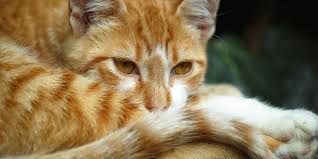 'should i be worried about my cat coughing?' hairballs, tight collars, and asthma are the causes of cat coughing. Asthma In Cats International Cat Care