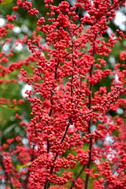 Winter Red Winterberry Ilex Verticillata Winter Red In Portland Brunswick Falmouth Cumberland Biddeford Maine Me At Sk Red Plants Winterberry Winter Garden