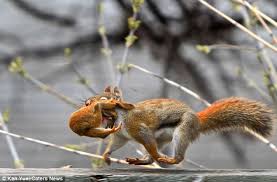 Protective Mother Squirrel Goes Nuts She Carries Off Her Seven Babies One By One In Her Mouth To New Home Daily Mail Online