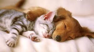 Huseyin Avni Mutlu On Twitter Cute Animals Kittens And Puppies Animals Friends