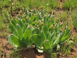 Image result for Limosella maior