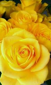 Pin By Svetlana On Rozy Yellow Roses Friendship Rose Flower Aesthetic