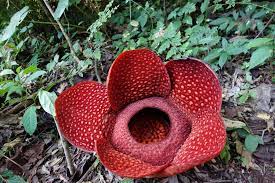 Rafflesia This Is A Rafflesia Arnoldii Photo Taken 24th July 2013 Near Bukittinggi In West Sumatra Not Near Bukit Lawa Bengkulu Large Flowers West Sumatra