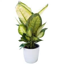 Dieffenbachia Dumb Cane Plant Gifts Plants All Plants