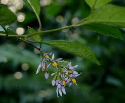 Image result for Solanum terminale