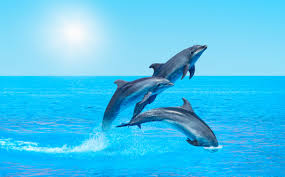 A bottlenose dolphin at play in perdidobay. How To See Dolphins On The Gulf Coast Best Western Plus Siesta Key Gateway Best Western Plus Siesta Key Gateway