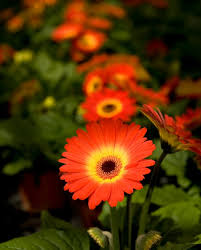 Image result for Gerbera jamesonii