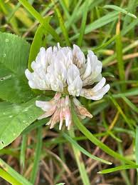 Image result for Trifolium