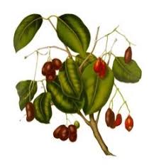 Image result for Syzygium cumini