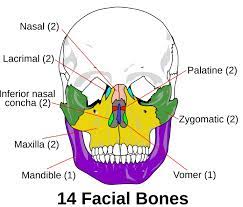 Maybe you would like to learn more about one of these? Daftar Tulang Di Area Kepala Dan Wajah Manusia