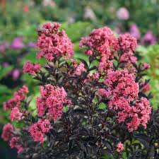 Image result for Lagerstroemia