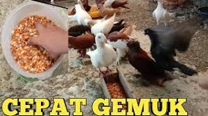 Bagaimana cara memberi makan burung merpati? Pakan Merpati Supaya Cepat Gemuk Youtube
