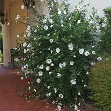 Red Heart Rose Of Sharon Althea Shrub Rose Of Sharon Fast Growing Trees Plant Roots