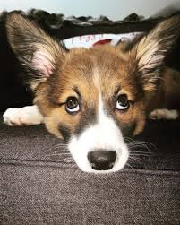 Corgi dachshund german shepherd german shepherd adopt golden retriever great dane greyhound husky information jack russel terrier labrador mastiff mix terrier pit bull pomeranian pug quizz rottweiler shiba inu uncategorized yorkshire terrier. Border Collie Corgi Mix Reviewed By Vets 3 Reasons To Avoid