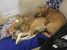 Responsible dog ownership and education of the. Advise On Getting My Gp Mix To Stop Biting Chewing My Other Dog S Legs When Wanting To Play Greatpyrenees