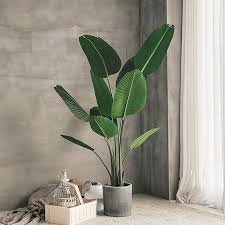 Bird Of Paradise Plant Leaves Curling Up Pin By Mikaela Bluskadoo On House Plants Ideas Plant Decor House Plants Decor Indoor Plants