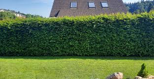 Image result for Živý plot z habru