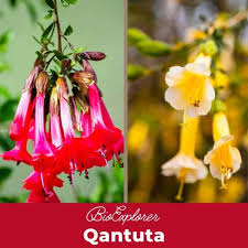 Image result for Cantua