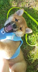 Hallo, nach langem überlegen und sehr sehr schweren herzens möchten wir uns aus familiären gründen. Der Shiba Inu Akita Und Shiba Inu Zuchter Sachsen