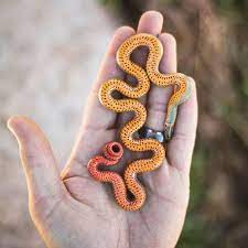 Amazing Ringneck Snake Diadophis Punctatus Diadophis Diadophispunctatus Ringneck Herpkeepers Credit Niki Barrientos Baby Snakes Snake Lovers Pets