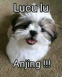 Orang dengan shio anjing memang terkadang galak. 57 Ide Anjing Anjing Meme Anjing Lelucon Lucu