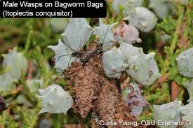 Image result for Dissotis irvingiana