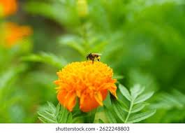 Image result for Tagetes erecta