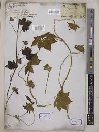 Image result for Ipomoea pes-tigridis