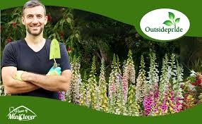 Image result for Digitalis purpurea alba/ red spots