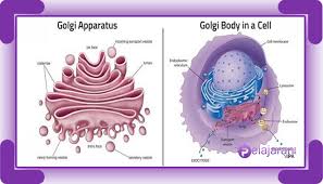 We did not find results for: Badan Golgi Pengertian Fungsi Struktur Ciri Ciri Dan Cara Kerja Badan Golgi Dengan Penjelasan Terlengkap Ilmu Pengetahuan Alam Ipa