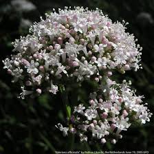 Image result for Valeriana capensis