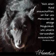#hund #hunde #hundeliebe #hundewelpen #hundi #hundefotografie #hundetraining…tiersinne posted on instagram: Hundespruche Hunde