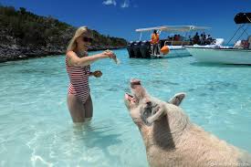Die bahamas schweine sind ein echtes highlight. Exumas Die Schwimmenden Schweine In Der Karibik Bahamas