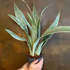 Image result for Sansevieria metallica