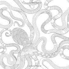 See more ideas about millie marotta, millie marotta coloring book, marotta. Pin On Printable Patterns Stencils