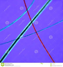 In addition to these units pigment bodies and other inclusions can. Cat Hair Under The Microscope Stock Photo 10193376 Megapixl