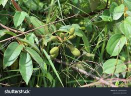 Image result for Sterculia tragacantha