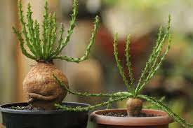 Image result for Euphorbia fanshawei