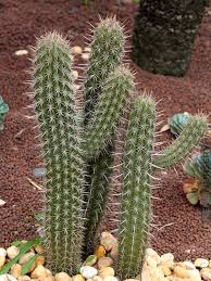 These cactus may look average size, but. Xl Dwarf Saguaro Cactus Pilocereus Gouneli Cactus Saguaro Cactus Cactus Plants