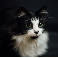 If one of the eyes is blue, the cat might be deaf on the. How To Determine Your Cat S Breed Identify Mixed Breeds And Purebreds Pethelpful By Fellow Animal Lovers And Experts
