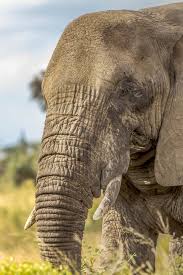 Typically, the asian elephant has a gestation period of 645 days and the african elephant 640 days. Elephant Information Facts Pictures Video Learn More Big 5 Info