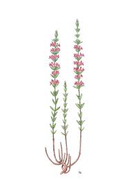 Image result for Micromeria