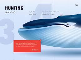 Blue Whale Blue Whale Whale Design Whale