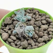 Image result for Eriospermum seineri