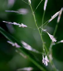 Image result for Eragrostis tenuifolia