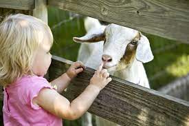 Check spelling or type a new query. How To Start A Petting Zoo Business
