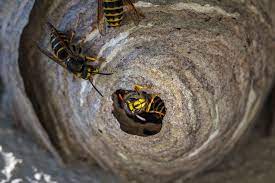 Maybe you would like to learn more about one of these? Is Removing A Wasp Nest Necessary Pest Uk Wasps