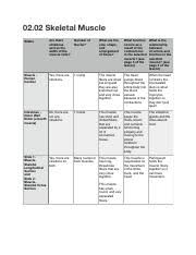 2 02 Skeletal Muscle 02 02 Skeletal Muscle Slides Are