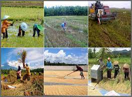 Langkah terbaik adalah dengan melihat kondisi tanah jangan sampai tergenang oleh air. Inilah Tahap Dalam Budidaya Padi Secara Umum Rumah Petani